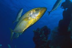 Orangespotted trevally passing by.
Nik 5 20mm. by Derek Haslam 